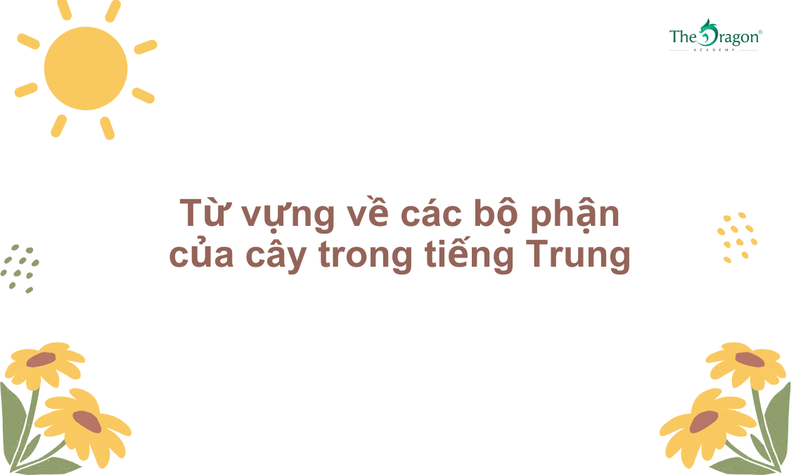 Từ vựng về các bộ phận của cây trong tiếng Trung