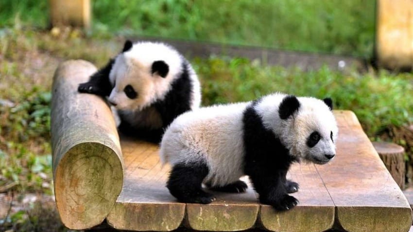 Sở Thú Trùng Khánh